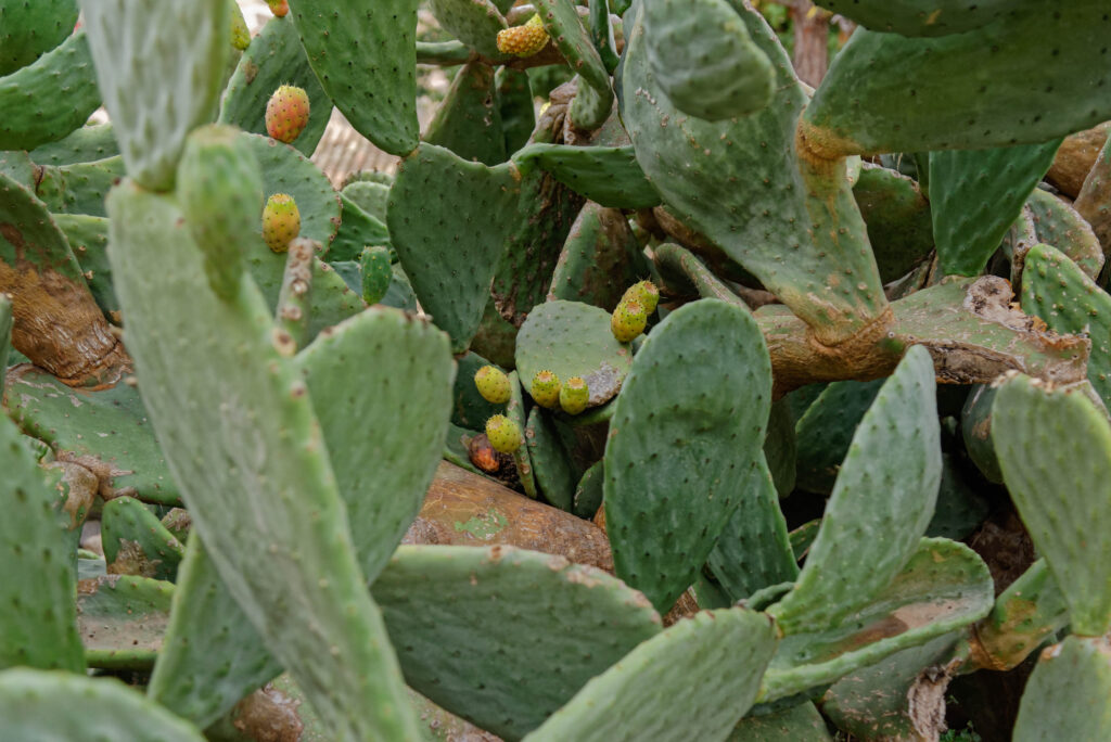 Kaktus, Capdepera